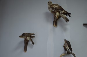 DSC_1149.JPG