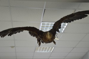 DSC_1154.JPG