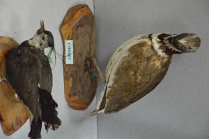 DSC_1159.JPG