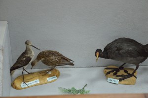 DSC_1157.JPG