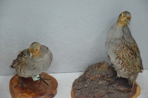 DSC_1158.JPG