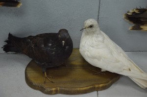 DSC_1161.JPG