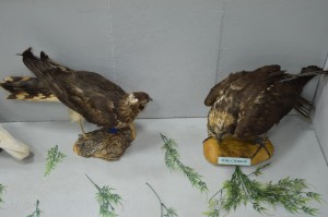 DSC_1162.JPG
