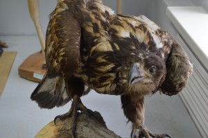 DSC_1163.JPG