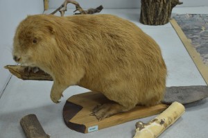 DSC_1166.JPG