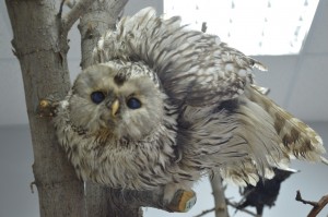 DSC_1169.JPG