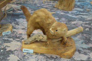 DSC_1165.JPG