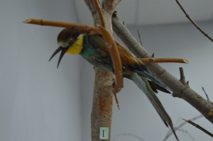 DSC_1171.JPG