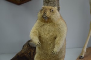 DSC_1174.JPG