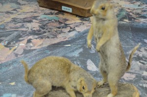 DSC_1177.JPG