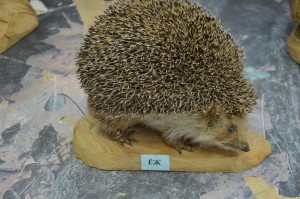 DSC_1176.JPG