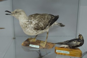 DSC_1179.JPG