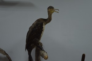 DSC_1186.JPG
