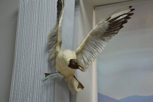 DSC_1188.JPG