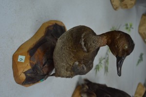 DSC_1196.JPG