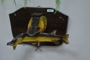 DSC_1199.JPG