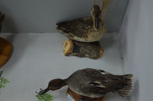 DSC_1200.JPG