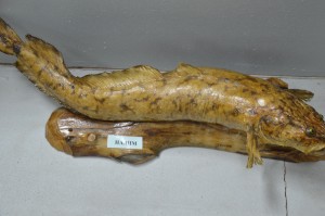 DSC_1203.JPG