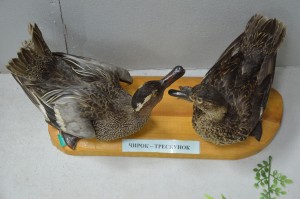 DSC_1201.JPG