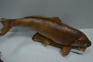 DSC_1205.JPG