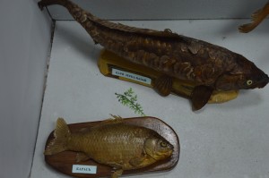 DSC_1206.JPG